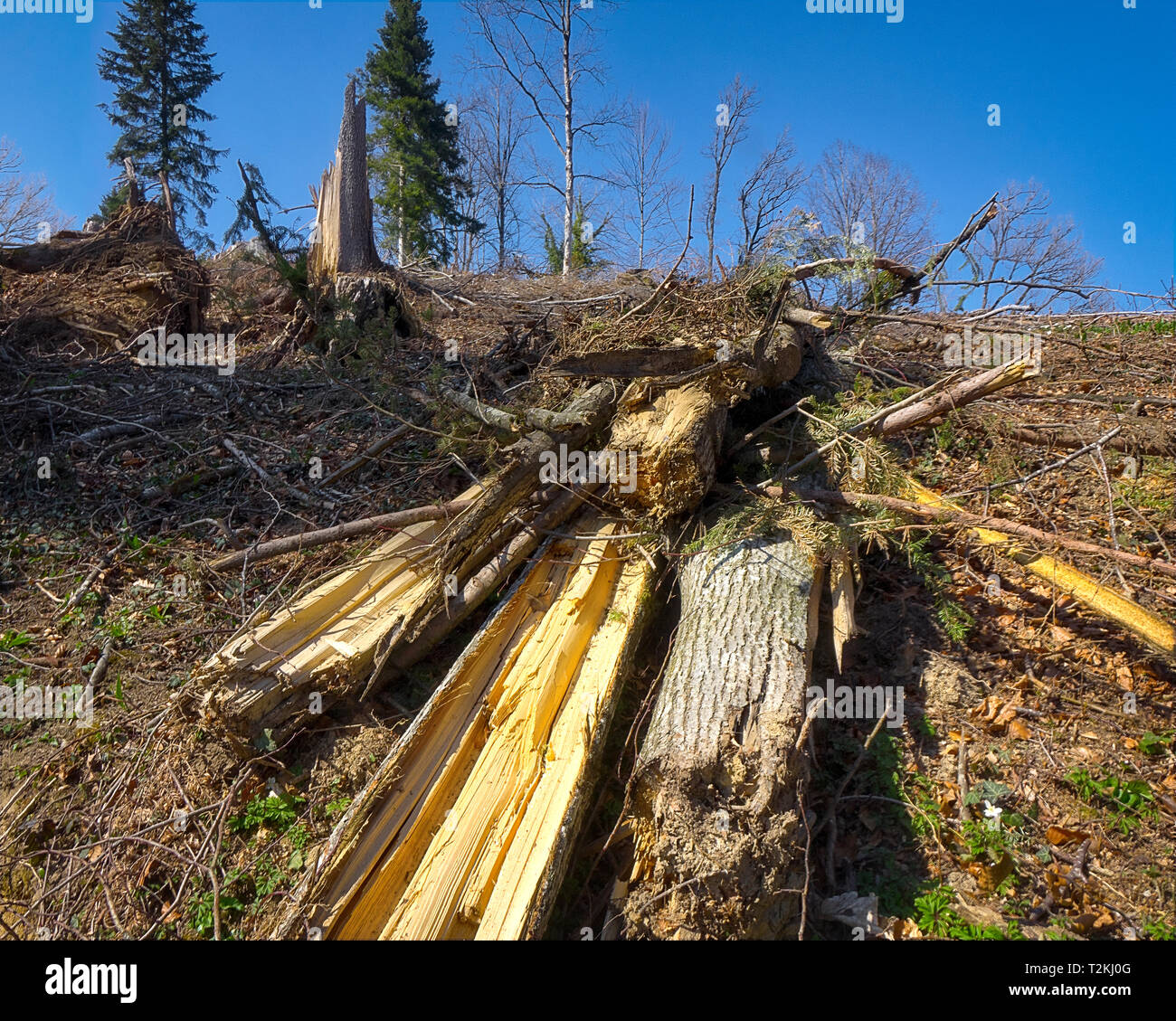 DE - BAVARIA : dévastation tempête du 11 mars 2019 à Versoix près de Bad Tölz Banque D'Images
