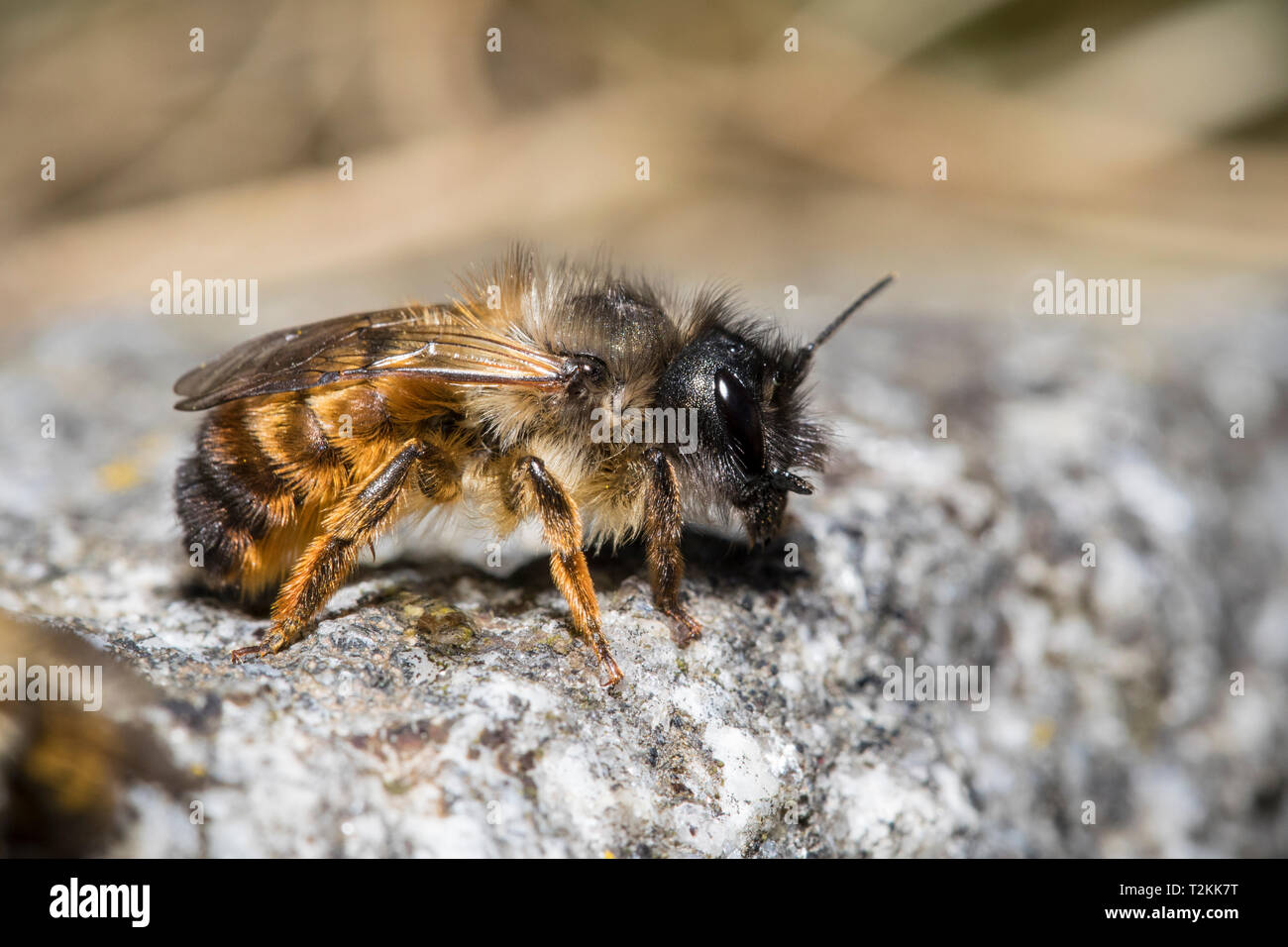 Mauerbiene par cœur, Osmia bicornis, rouge abeille maçonne Banque D'Images