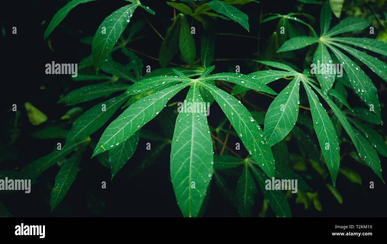 Les feuilles de manioc vert après la pluie Banque D'Images