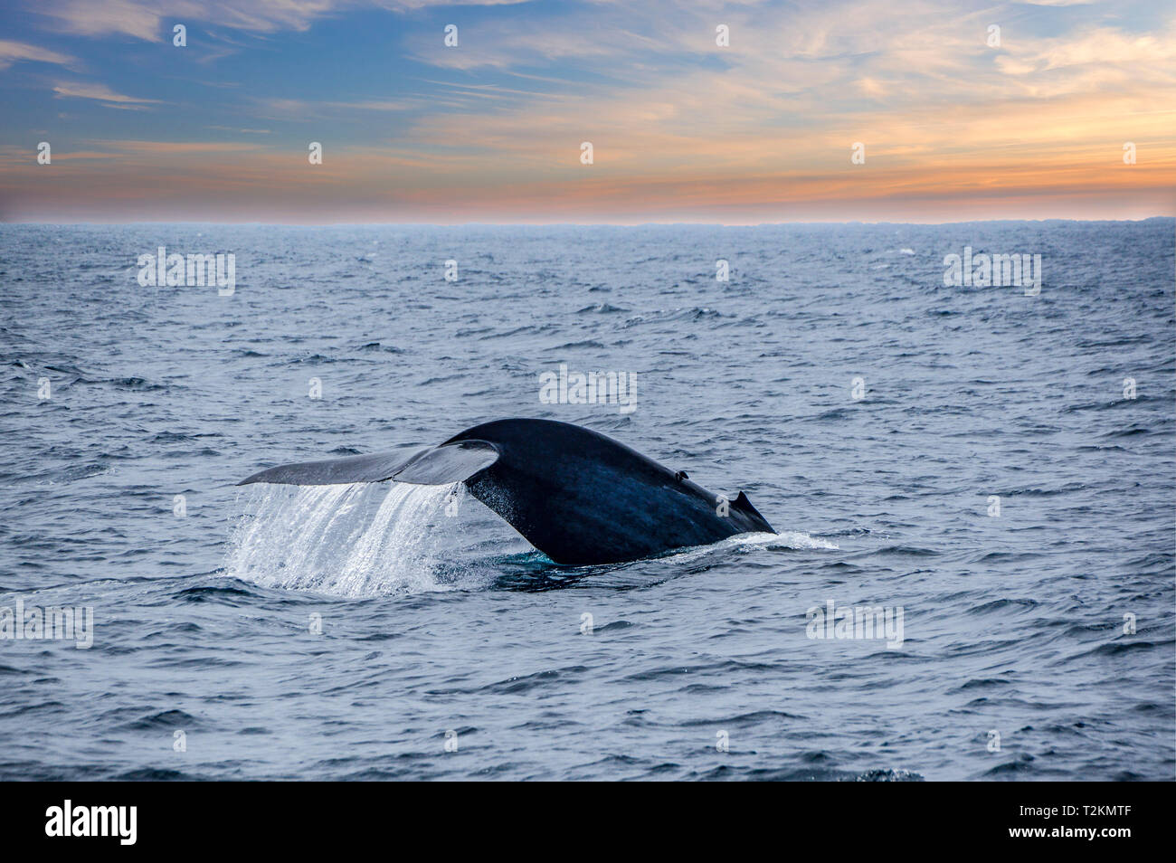 Une histoire d'une baleine bleue joliment se dégage de l'océan par Mirissa bay, dans le sud du Sri Lanka. Banque D'Images