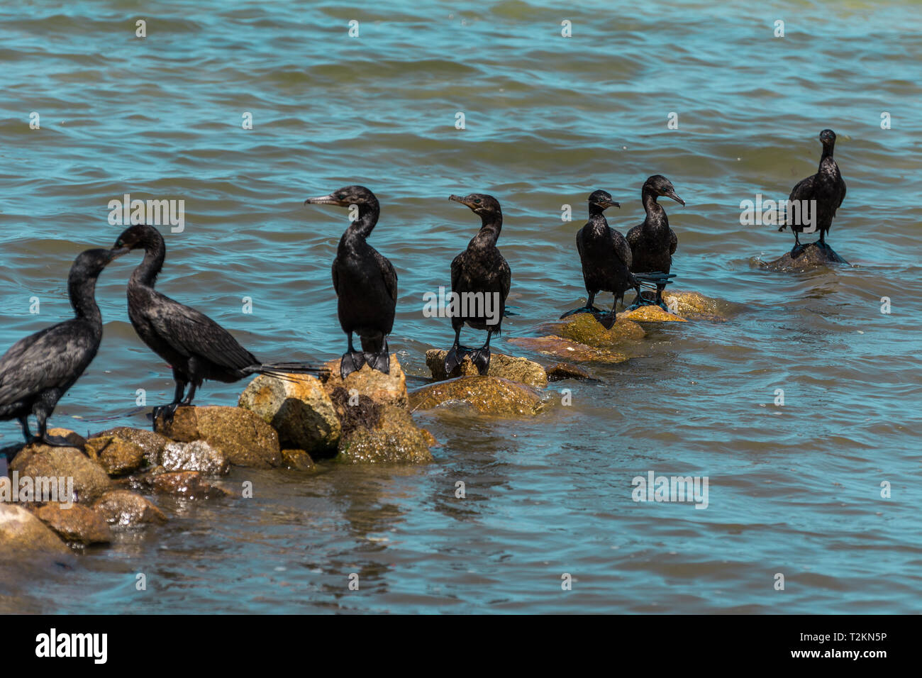 Les Oiseaux Blancs Les Oiseaux Noirs Youtube