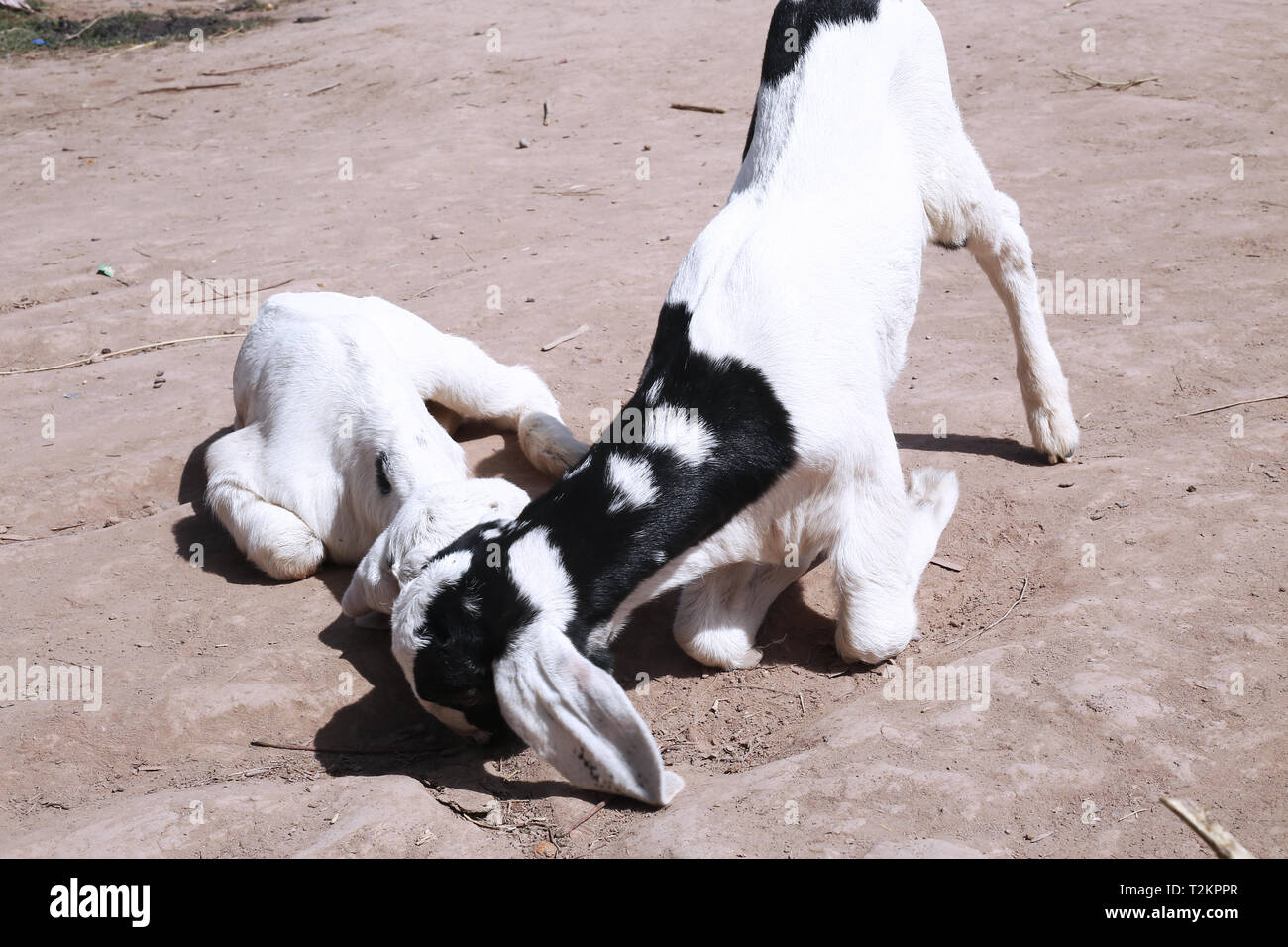 Couple de chèvre mignon dans le jeu. Banque D'Images