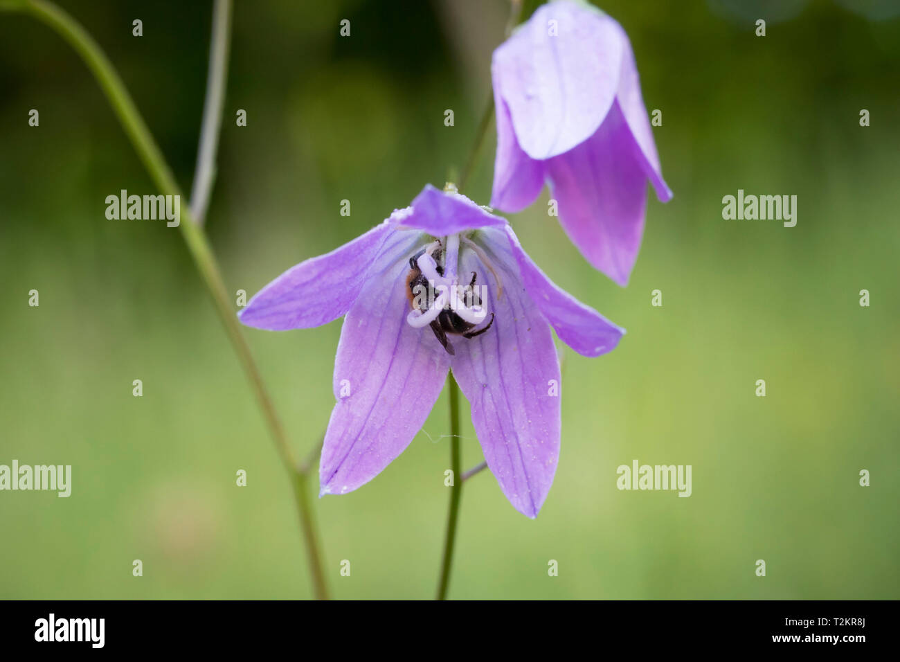 Dans Wildbiene Glockenblume, Wild bee à bellflower Banque D'Images