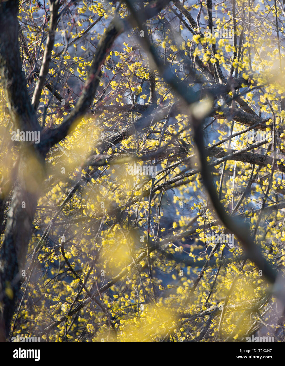 Bourgeons jaune sur une des branches d'arbre à une saison de printemps Banque D'Images