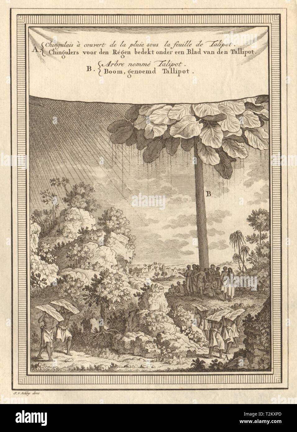 Le Sri Lanka. La mise à l'abri de la pluie. Palmier Talipot Corypha umbraculifera. SCHLEY 1755 Banque D'Images