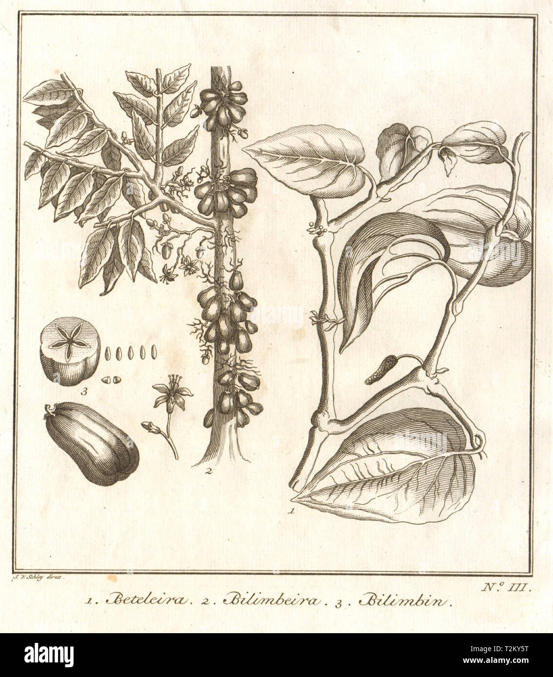 Les fruits tropicaux. Palmier d'arec ou de bétel arbre. Arbre généalogique Bilimbi & fruits. SCHLEY 1763 Banque D'Images