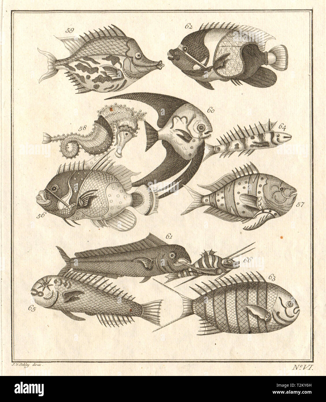 VI. Poissons d'Schwertzeit Produktionen. Indonésie Moluques Maluku, poissons tropicaux. SCHLEY 1763 Banque D'Images