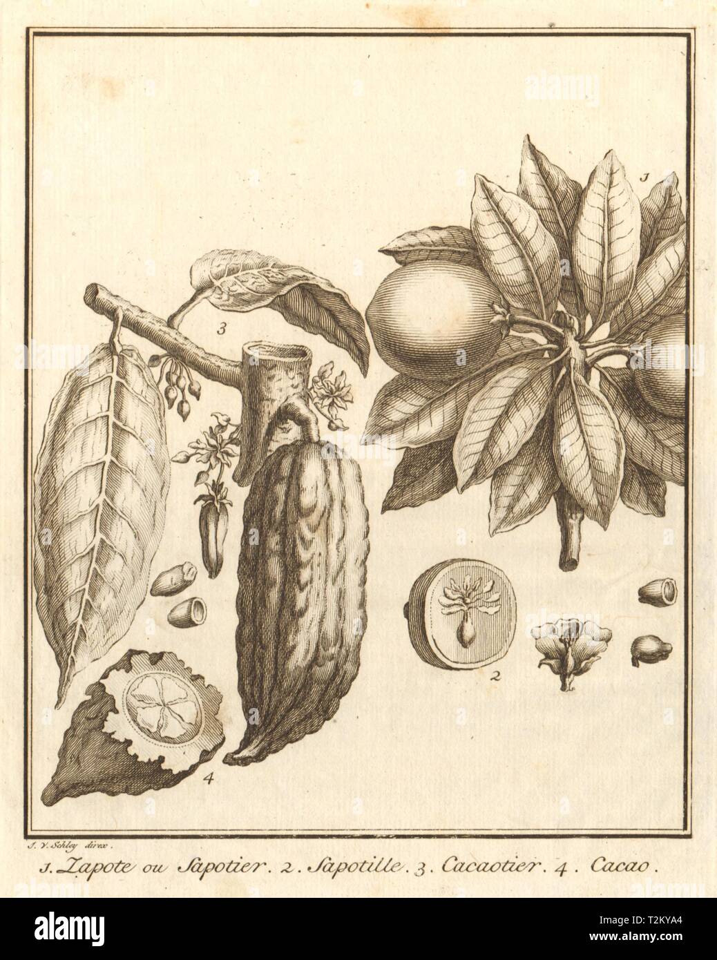 Casimiroa. White/soapapple sapote mamey apple mexicain. Le cacao. SCHLEY 1762 mexique Banque D'Images