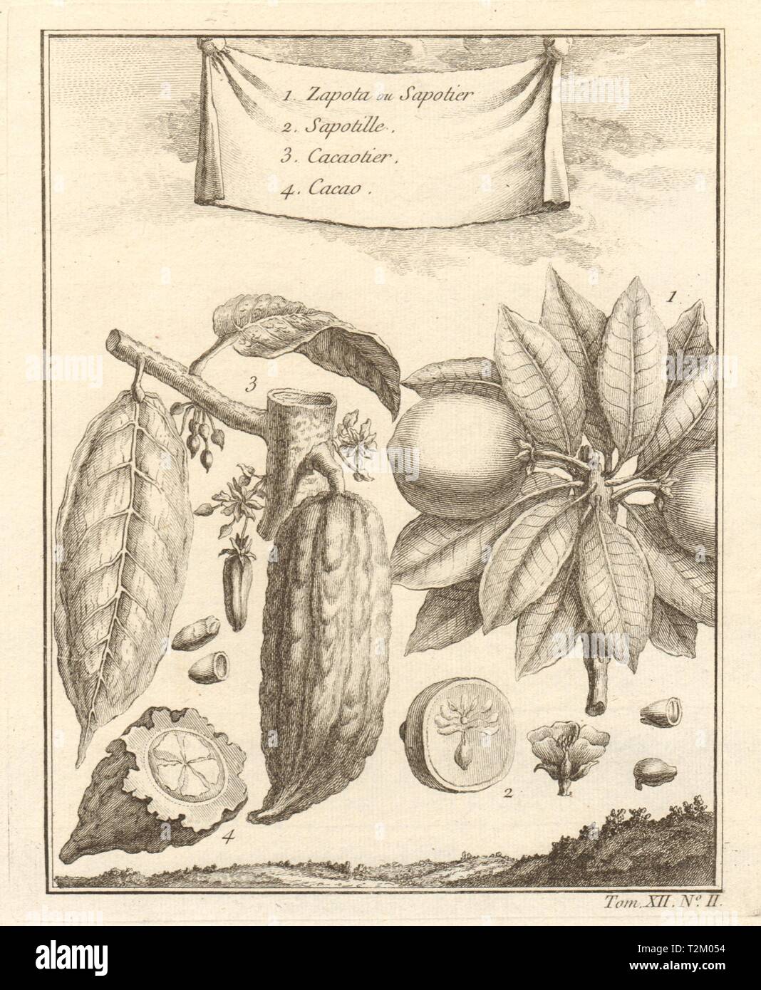 Casimiroa. Sapote mamey, blanc/soapapple ou mexicain apple. Le cacao. Mexique 1754 Banque D'Images