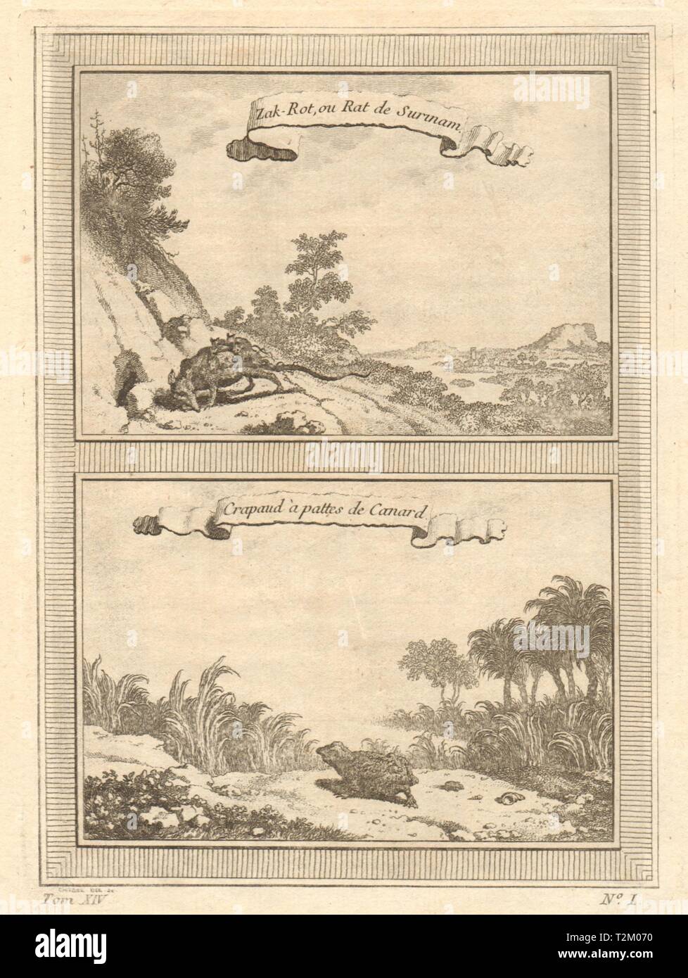 'Zak Rot' La souris de Linné opossum. Pieds de canard 1757 ancien vieux crapaud Banque D'Images