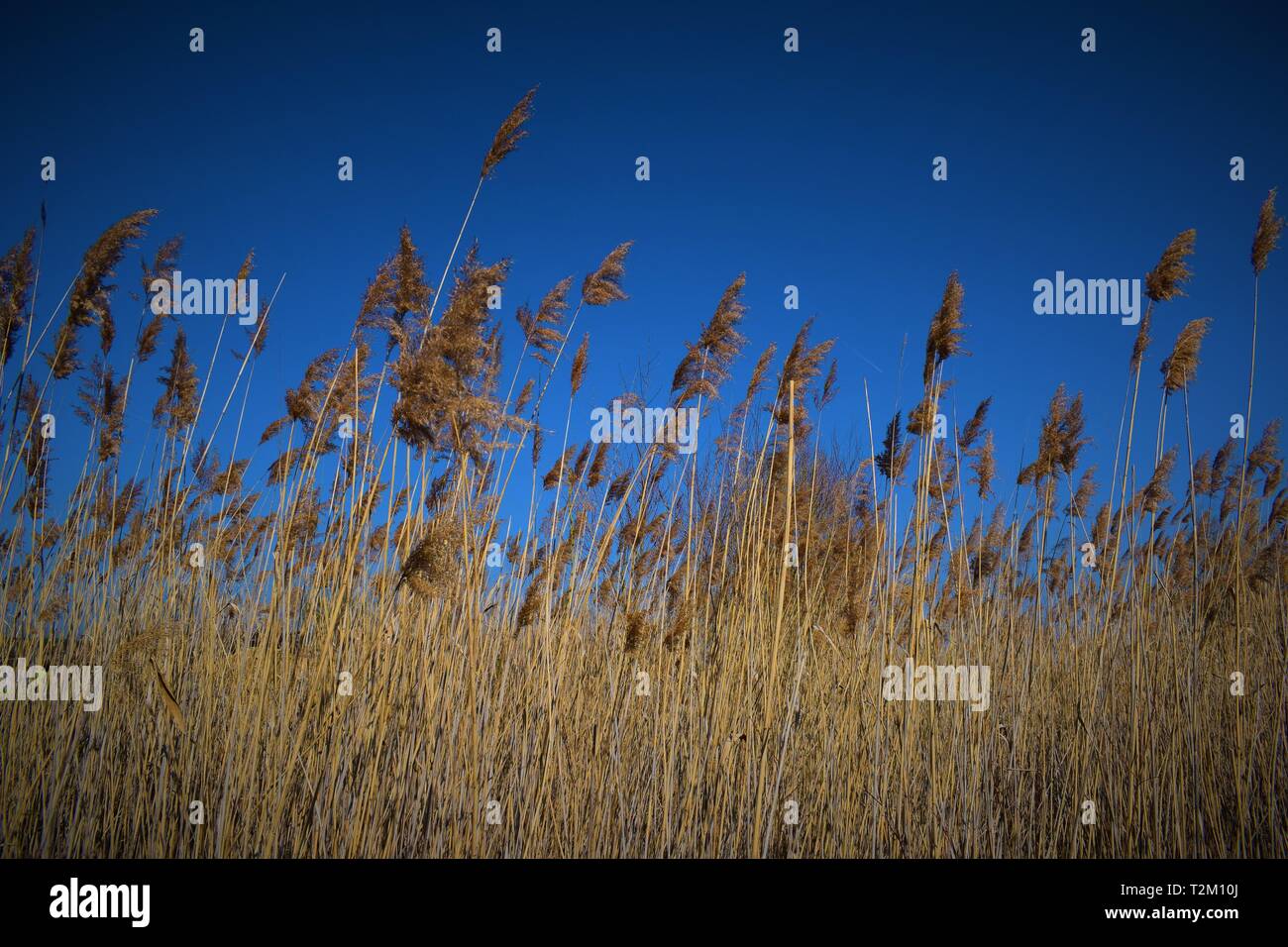 Une usine près de Typha un champ en bulgare avec sky sur l'arrière-plan Banque D'Images