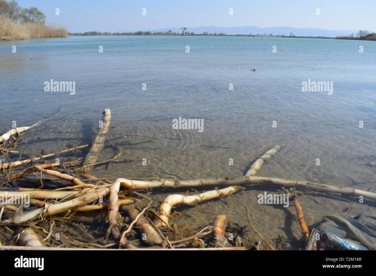 De plus en plus de bâtons dans l'eau, près de la côte d'une rivière en Bulgarie Banque D'Images