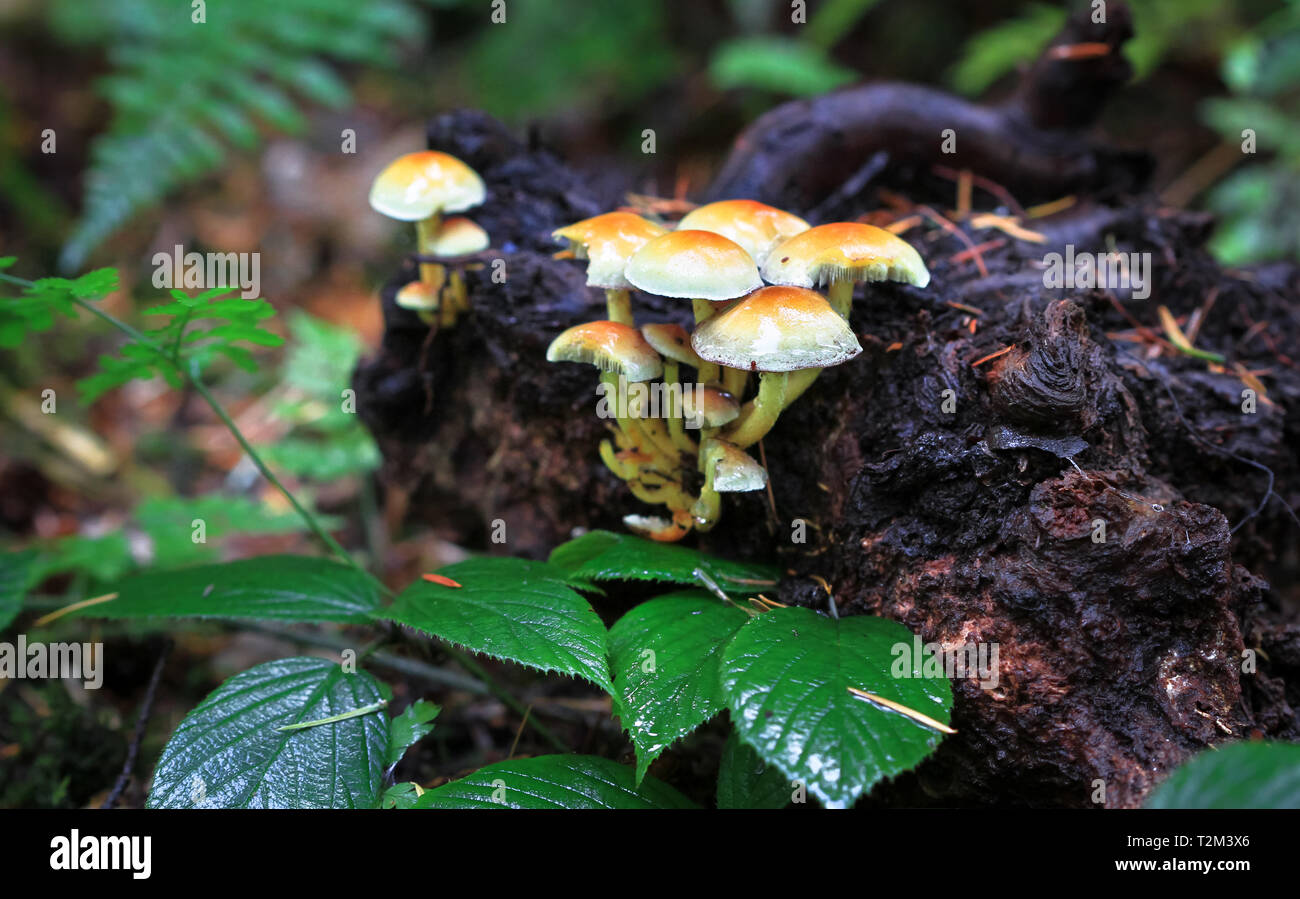 Un groupe de champignons touffe de soufre (Hypholoma fasciculare) dans Nesscliffe, Shropshire, Angleterre. Banque D'Images