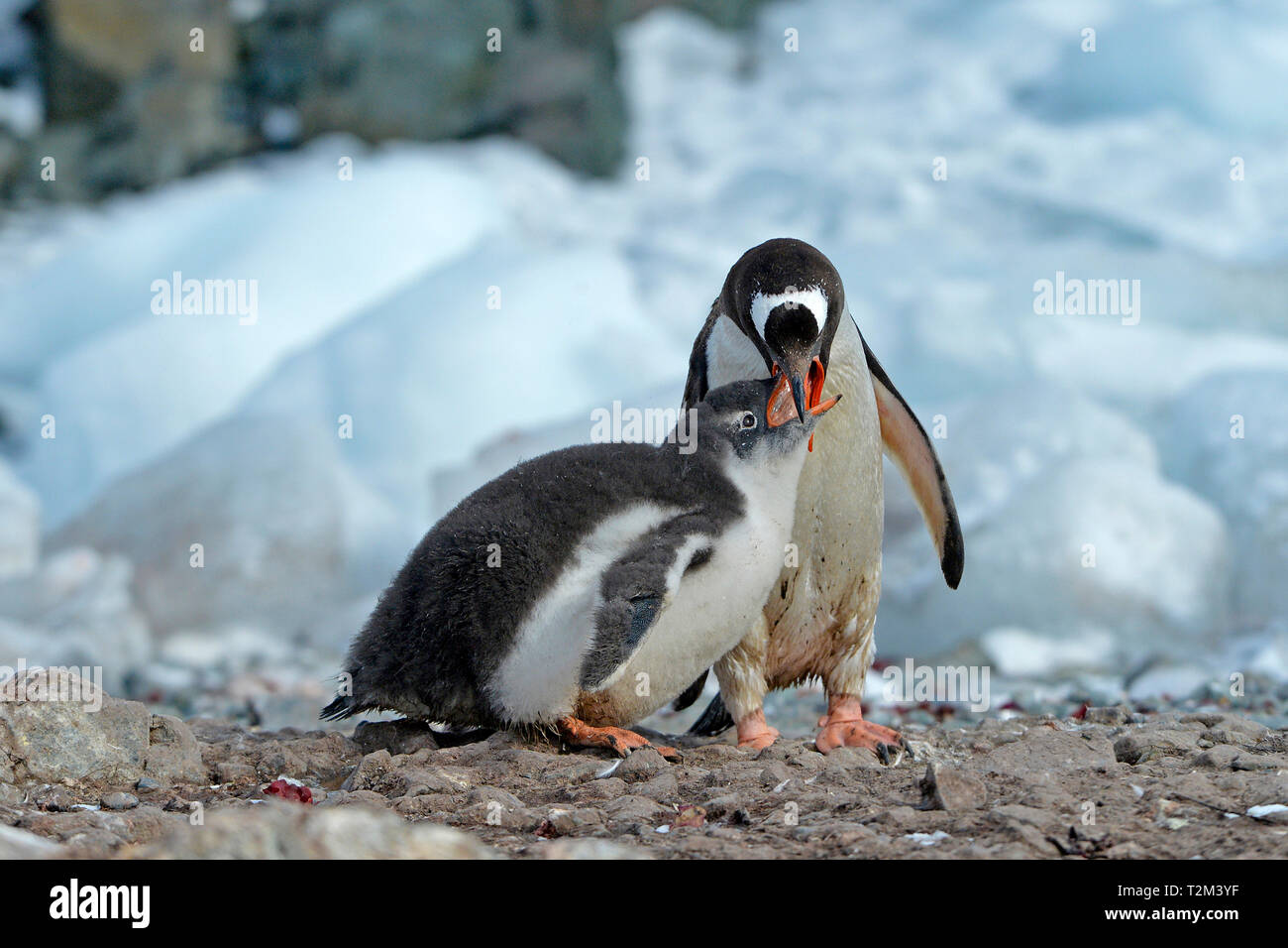 Gentoo pingouin (Pygoscelis papua), l'alimentation chick, Laurie Island, îles Orcades, Drake Street, Antarctique Banque D'Images