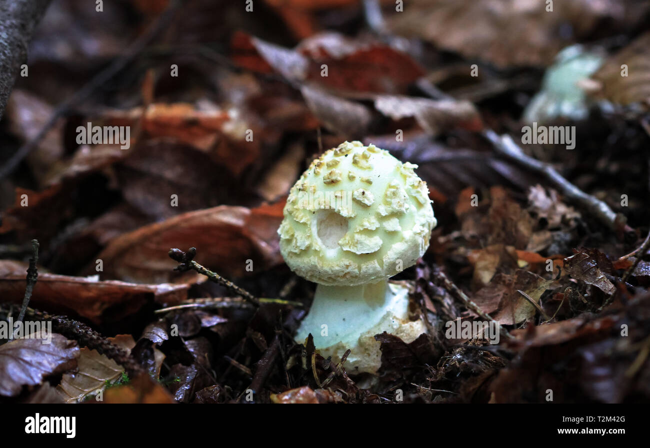 Un jeune mort faux cap (Amanita citrina) pousse sur le sol forestier dans Nesscliffe, Shropshire, Angleterre. Banque D'Images