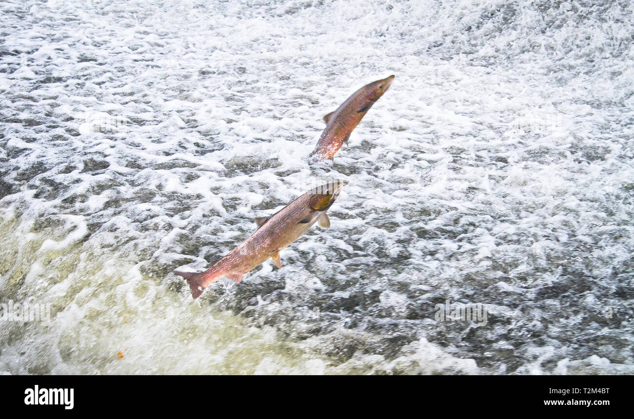 Une paire de saumon atlantique (Salmo salar) saute hors de l'eau à la Shrewsbury Weir sur la rivière Severn dans une tentative d'aller en amont pour frayer. La SHR Banque D'Images