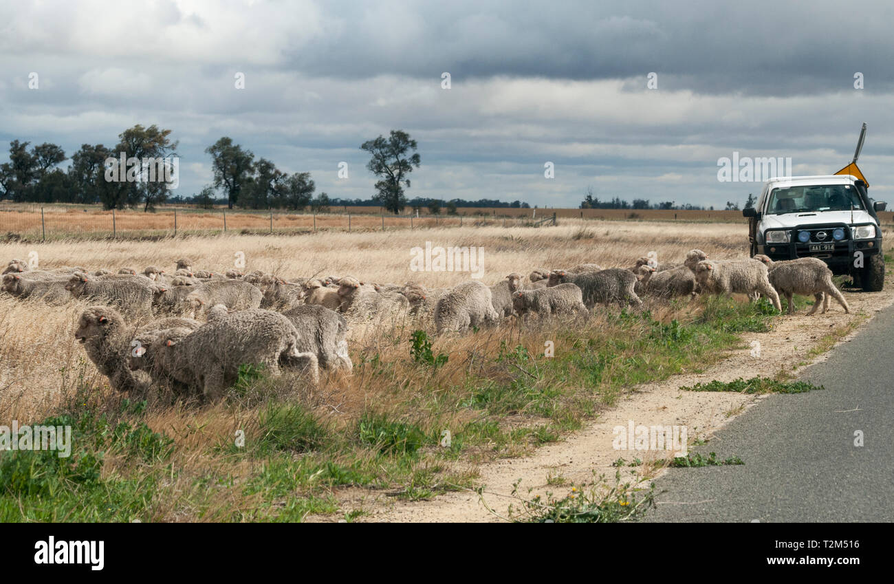Troupeaux de moutons dans la région de Wimmera, Victoria, Australie Banque D'Images