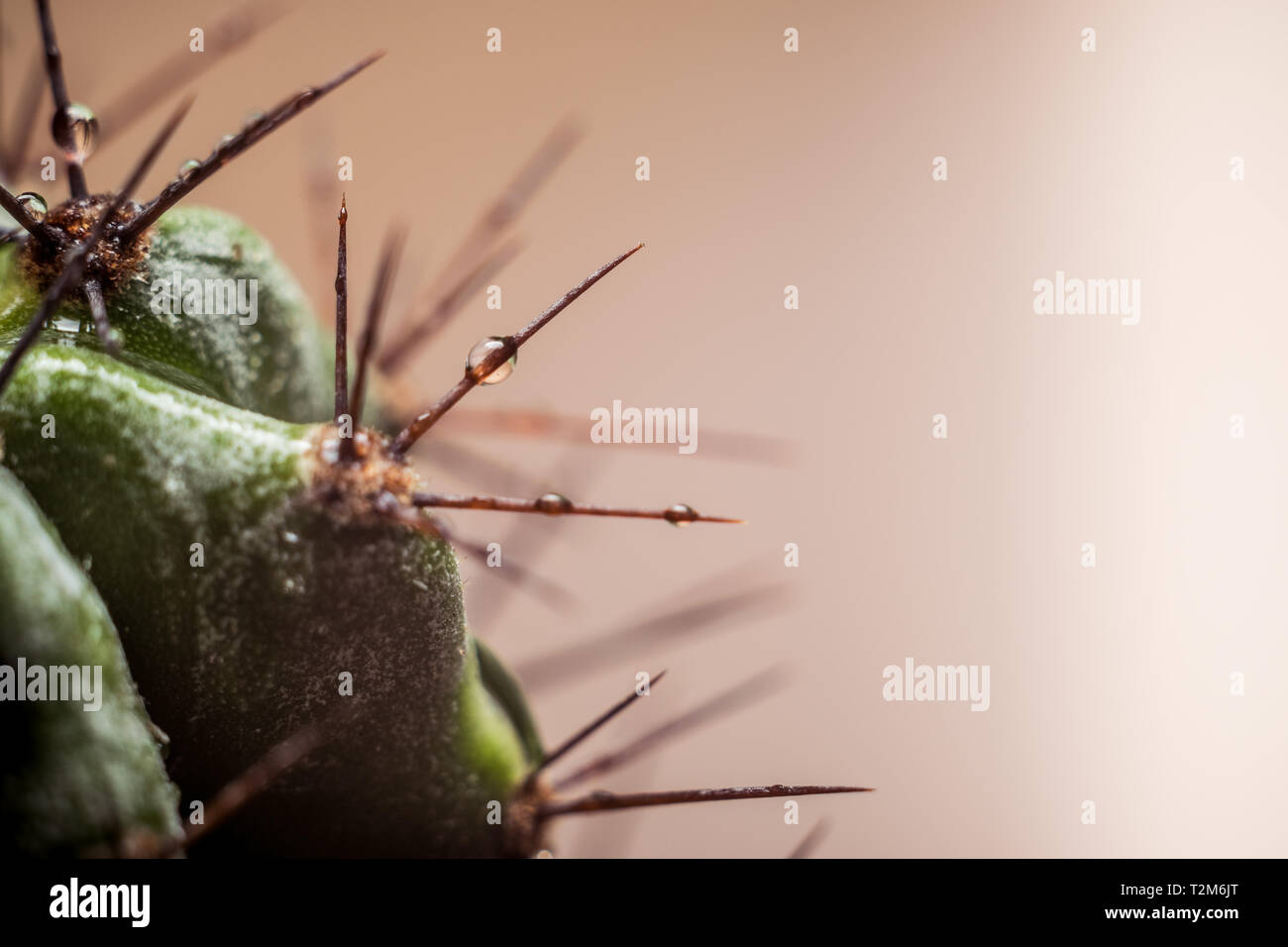 Macro close-up des épines d'un cactus avec de l'eau gouttes Banque D'Images