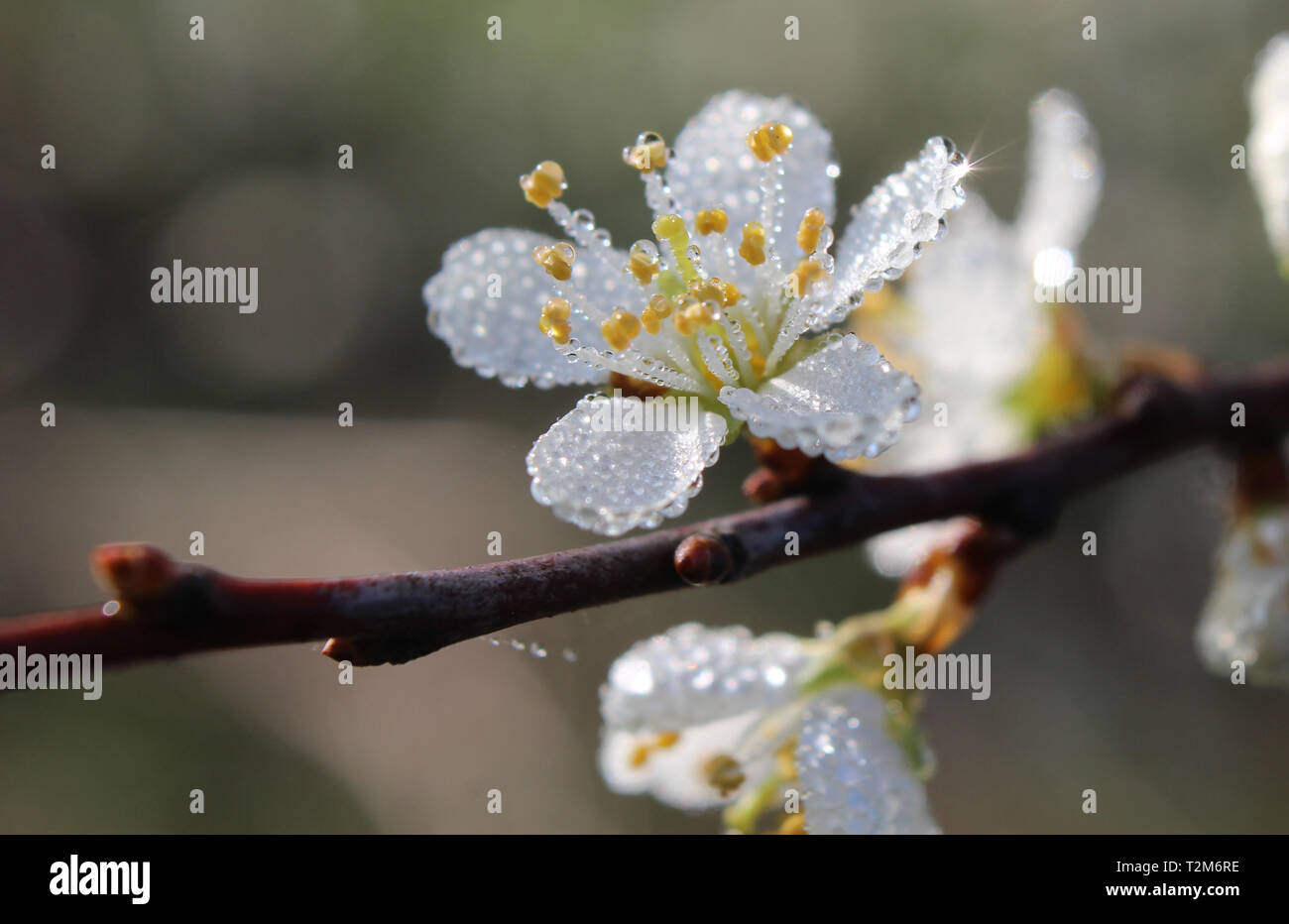 Belle fleur blanche unique couverte de rosée de Prunus spinosa sur un matin de printemps. Banque D'Images