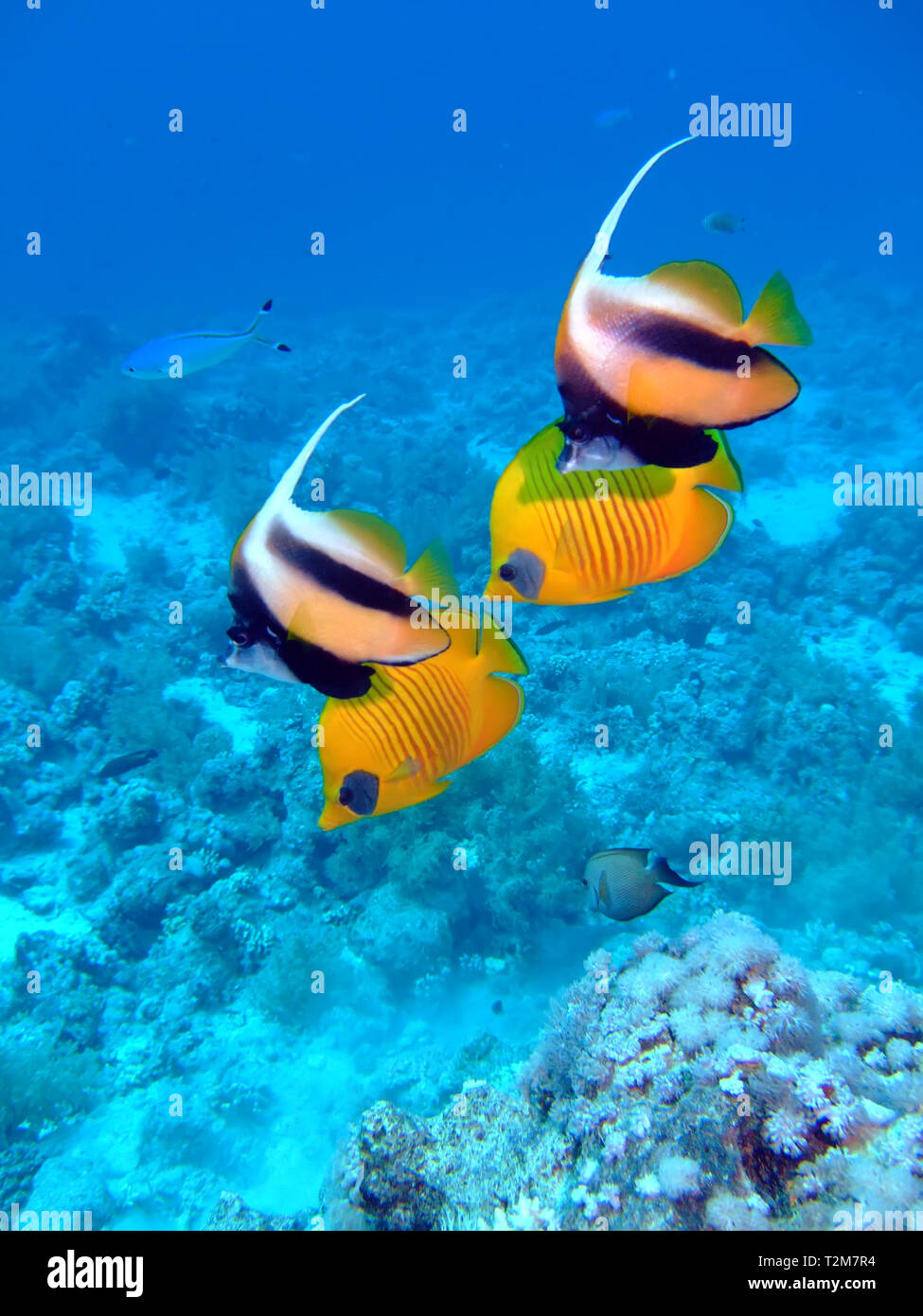 Red Sea Bannerfish (Heniochus intermedius) Banque D'Images