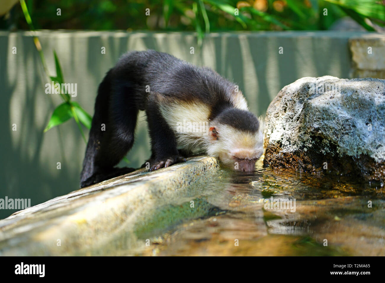 Un singe capucin à tête blanche (cebus capucinus) à la piscine à Peninsula Papagayo, Guanacaste, Costa Rica Banque D'Images