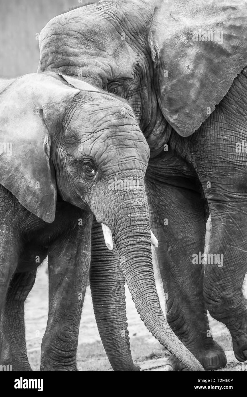 Photographie d'animaux noir et blanc : gros plan du jeune veau d'éléphant d'Afrique (Loxodonta) debout avec la mère, West Midlands Safari Park, Royaume-Uni. Banque D'Images