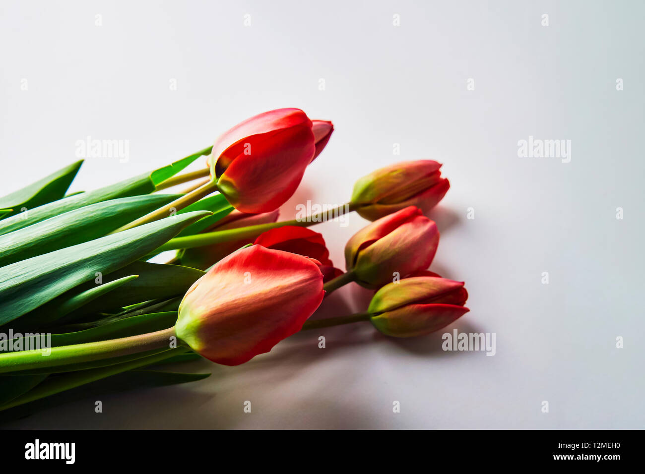 Bouquet de tulipes rouges sur fond blanc Banque de photographies et d ...