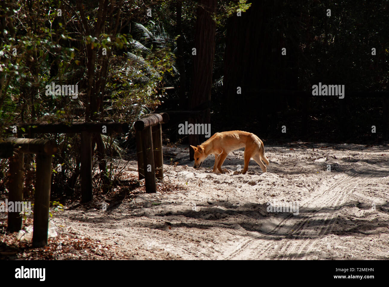 Dingos sont dangereux dans certaines conditions, ils ne devraient pas être le mélange avec l'activité humaine. Ici, c'est un dingo sur Fraser Island la récupération de nourriture. Banque D'Images