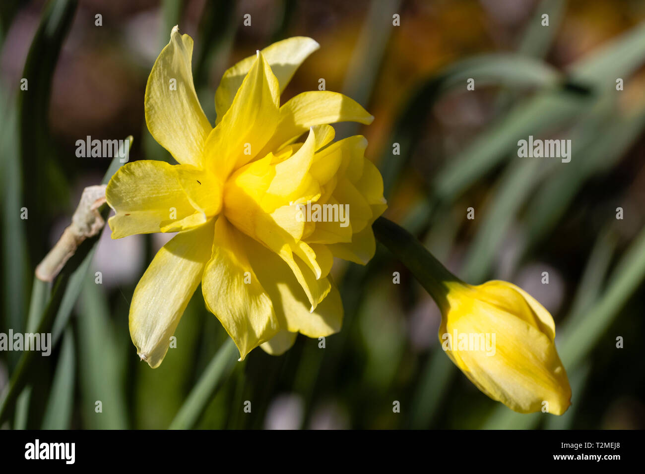 Fleur double du jaune jonquille, Narcisse 'Sulphur', une variété du  patrimoine 1820 Photo Stock - Alamy