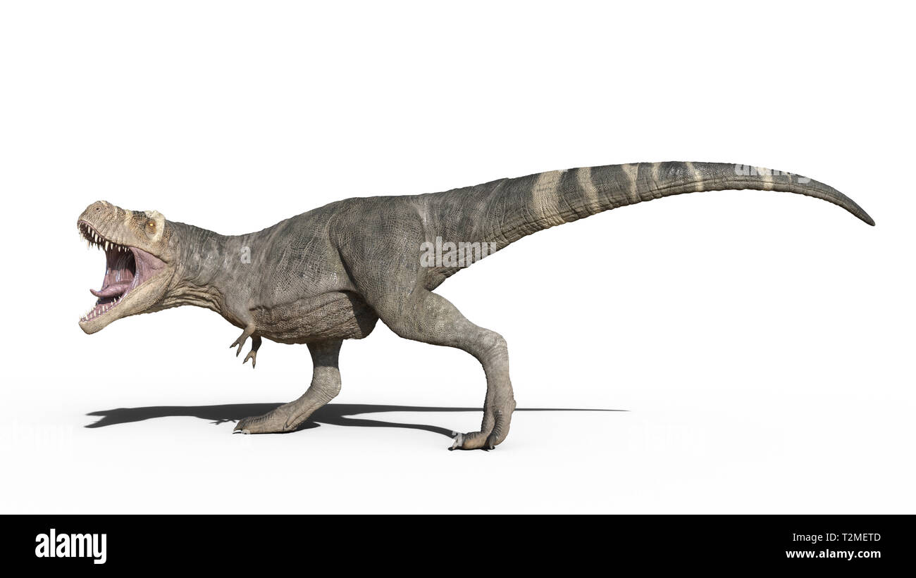 T-Rex, dinosaure Tyrannosaurus rex, reptile jurassique préhistorique animal marche sur fond blanc, 3D illustration illustration Banque D'Images