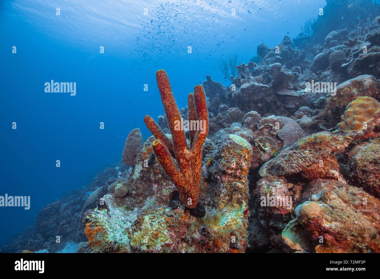 Seascape de variété de coraux mous, Curacao Banque D'Images