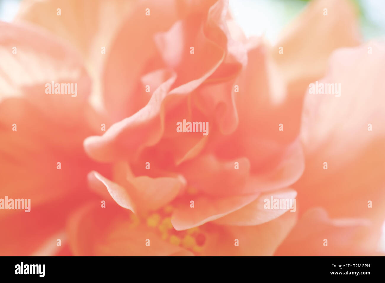 Chaussures orange ou rose fleurs chinois avec la lumière du soleil. Close up image brouillée d'Hibicus utilisation hybride pour l'arrière plan. Banque D'Images