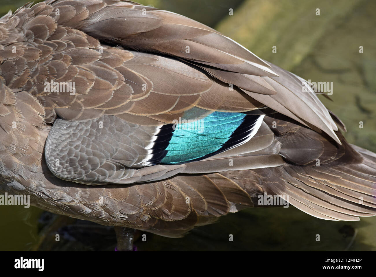Close-up d'un canard des Philippines (Anas luzonica) montrant la belle bleu plumes spéculum irridescent Banque D'Images