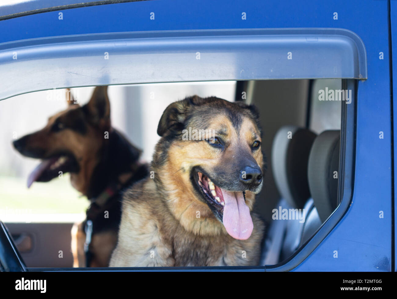 Un mélange de berger allemand et un berger hollandais mix (Canis lupus familiaris) s'asseoir à l'avant en attente, prêt pour l'excitation Banque D'Images