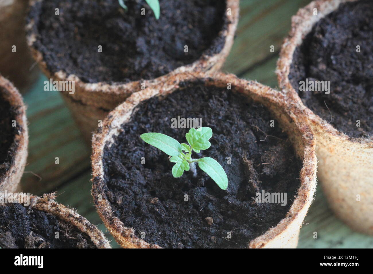 Les jeunes pousses des plantules de tomate dans le pots de tourbe. Concept de jardinage. Banque D'Images