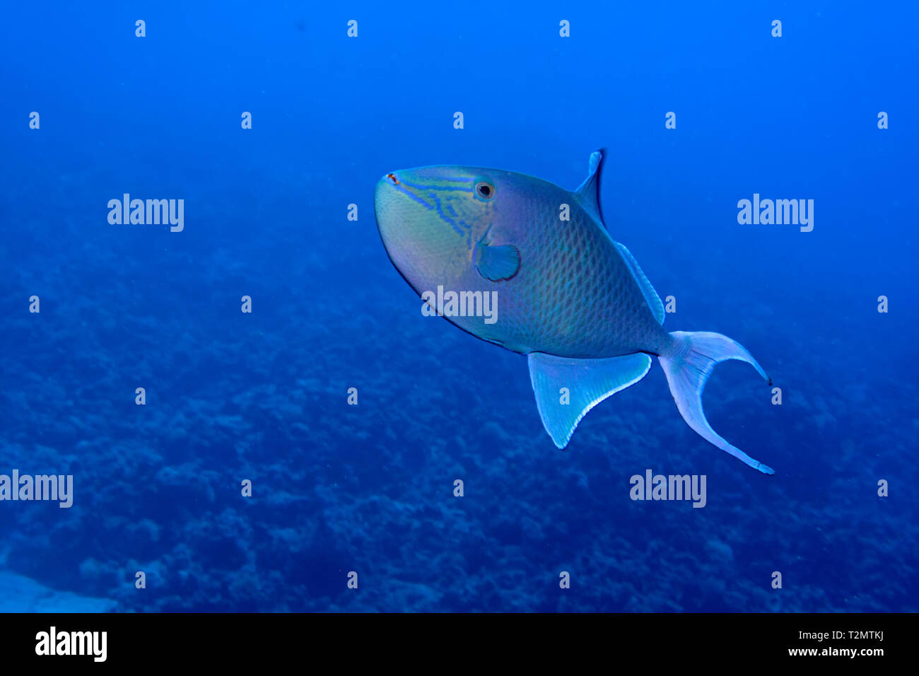 Redtooth triggerfish (Odonus niger) prenant en Mer Rouge, Egypte Banque D'Images