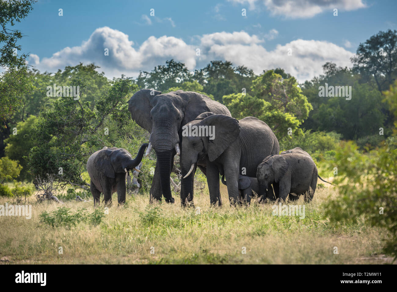 Famille d'éléphants dans le parc national Kruger, Afrique du Sud. Banque D'Images