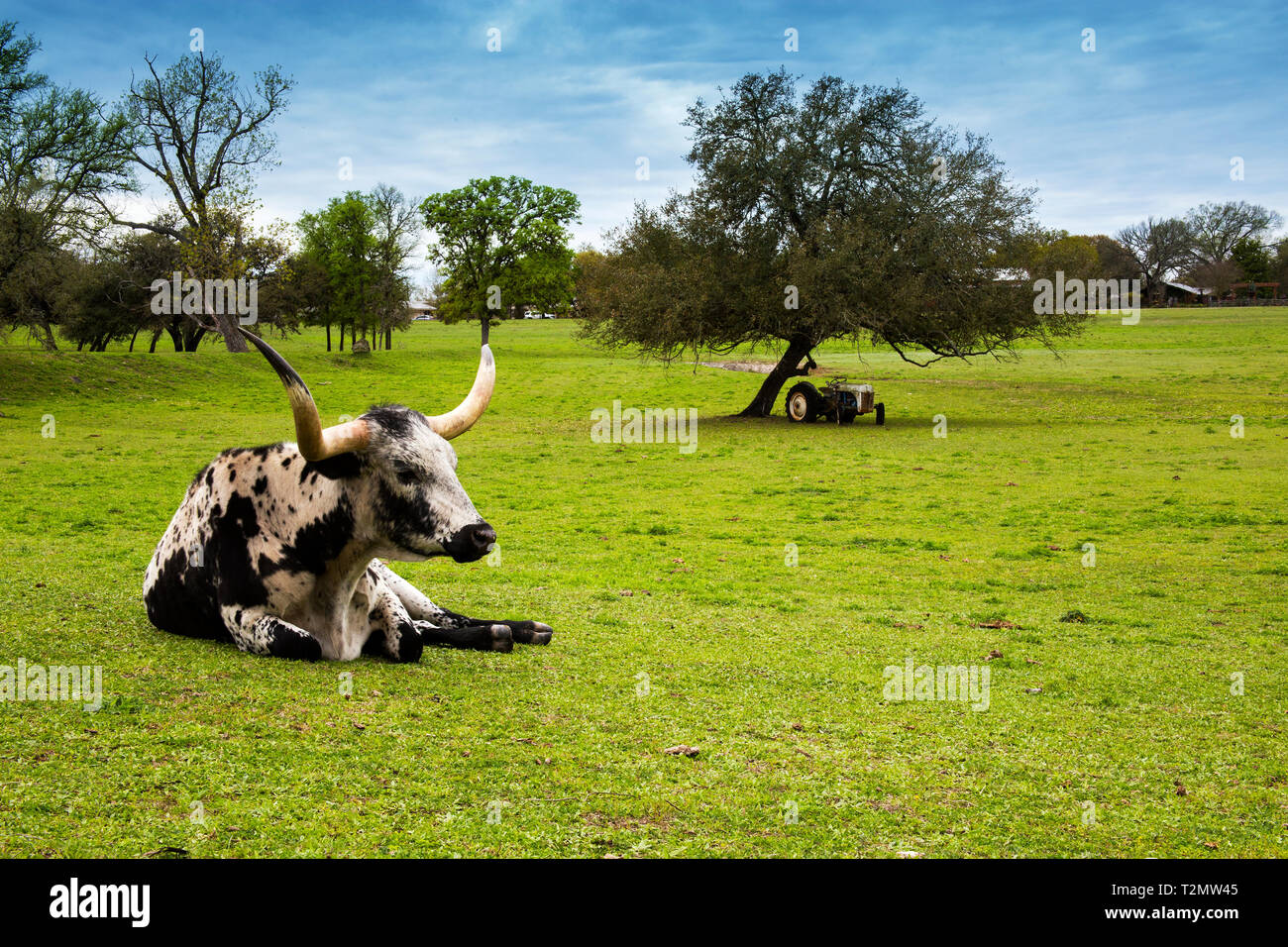 Longhorn Cattle Détente sur un ranch au Texas Hill Country Banque D'Images