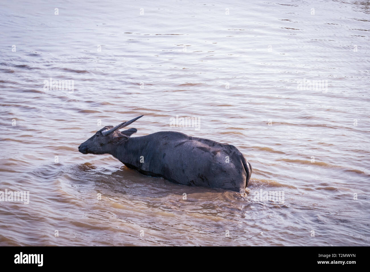 Le buffle d'eau dans l'eau trouble, le lac, la Thaïlande Phatthalung Banque D'Images