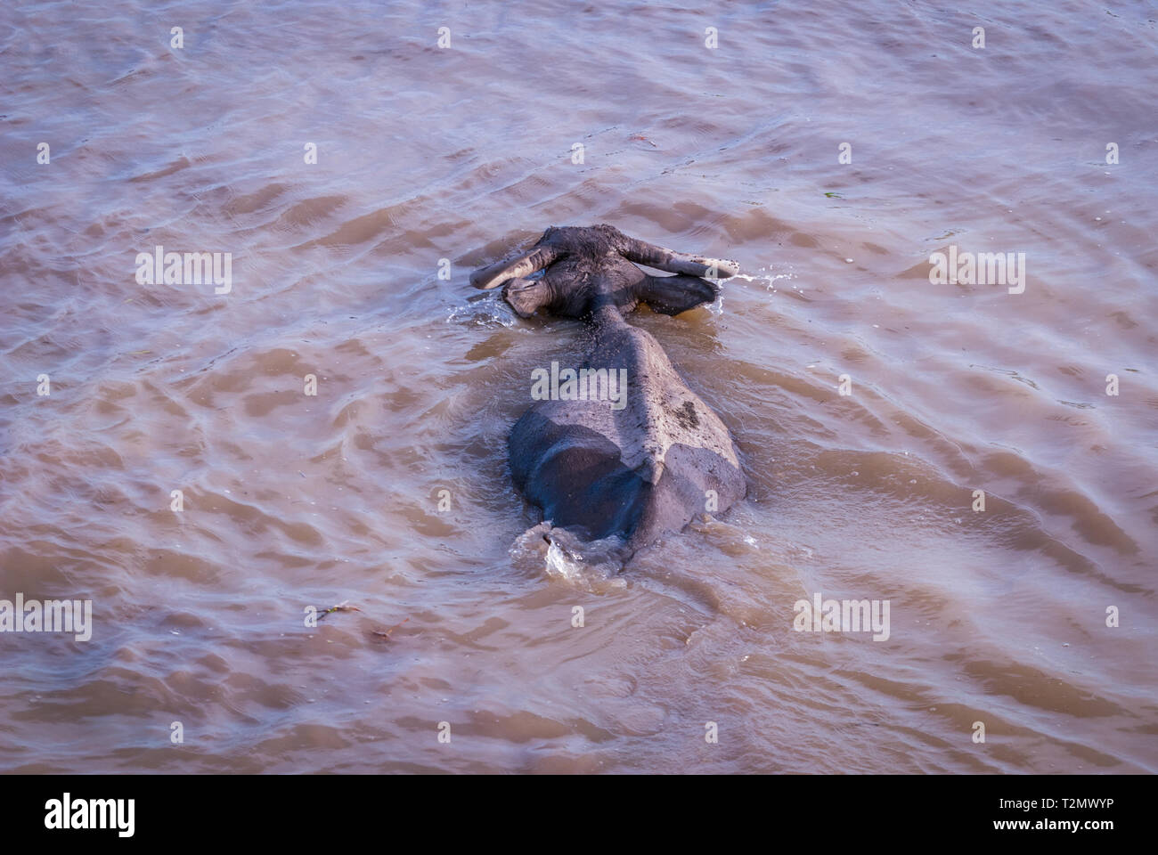 Le buffle d'eau dans l'eau trouble, le lac, la Thaïlande Phatthalung Banque D'Images