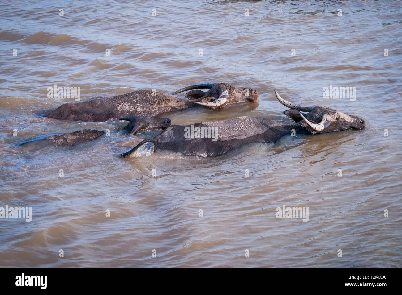 Le buffle d'eau dans l'eau trouble, le lac, la Thaïlande Phatthalung Banque D'Images