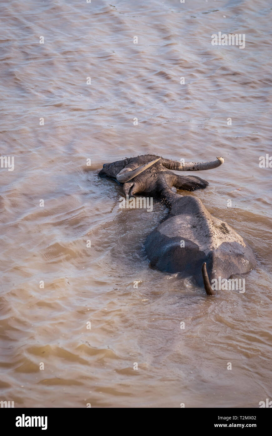 Le buffle d'eau dans l'eau trouble, le lac, la Thaïlande Phatthalung Banque D'Images