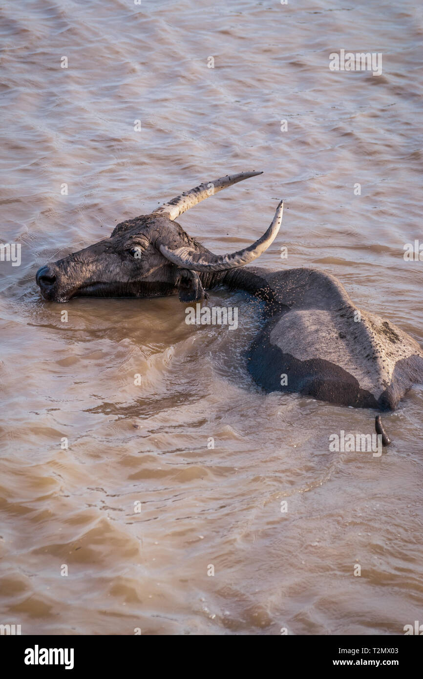 Le buffle d'eau dans l'eau trouble, le lac, la Thaïlande Phatthalung Banque D'Images