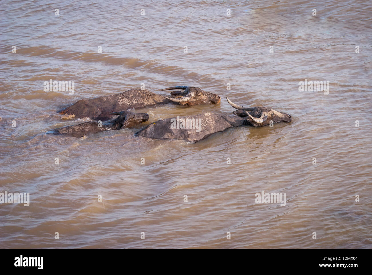 Le buffle d'eau dans l'eau trouble, le lac, la Thaïlande Phatthalung Banque D'Images