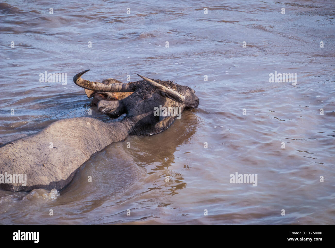 Le buffle d'eau dans l'eau trouble, le lac, la Thaïlande Phatthalung Banque D'Images