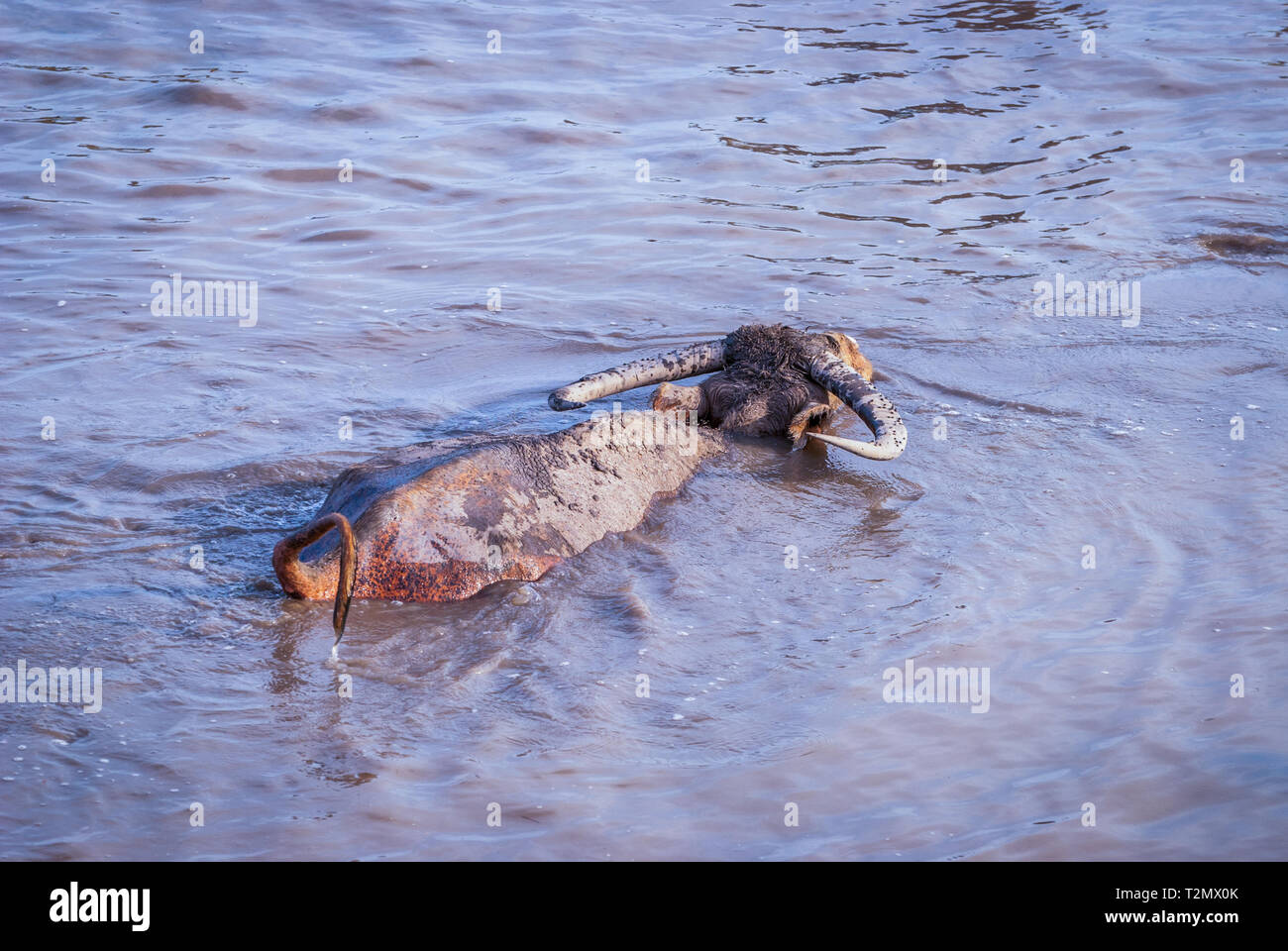 Le buffle d'eau dans l'eau trouble, le lac, la Thaïlande Phatthalung Banque D'Images
