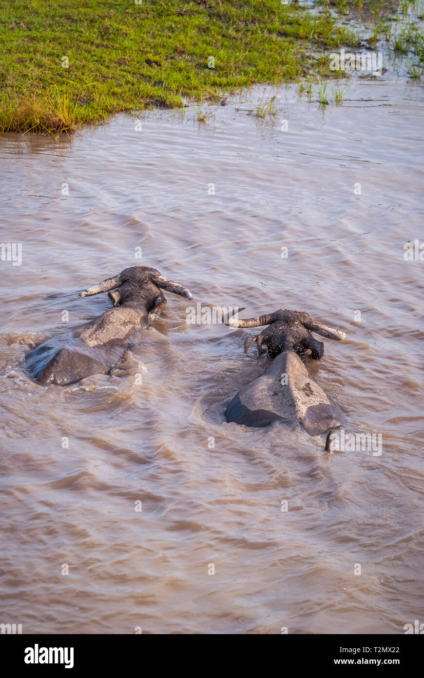 Le buffle d'eau dans l'eau trouble, le lac, la Thaïlande Phatthalung Banque D'Images