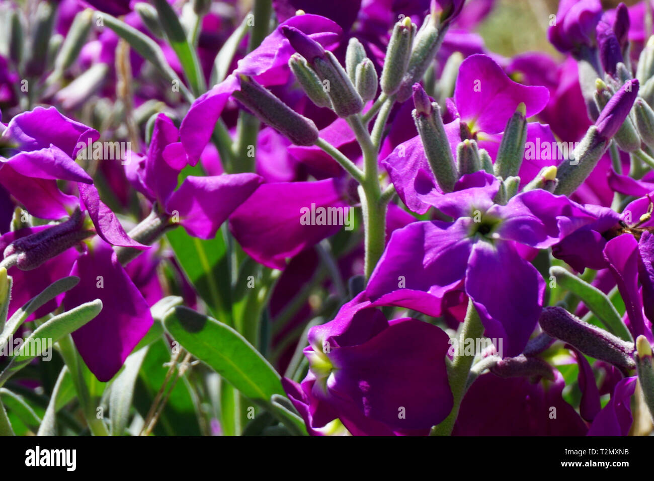 Spring floral background avec mignon et doux fleurs violettes de Campanula portenschlagiana plan rapproché sur une journée ensoleillée Banque D'Images