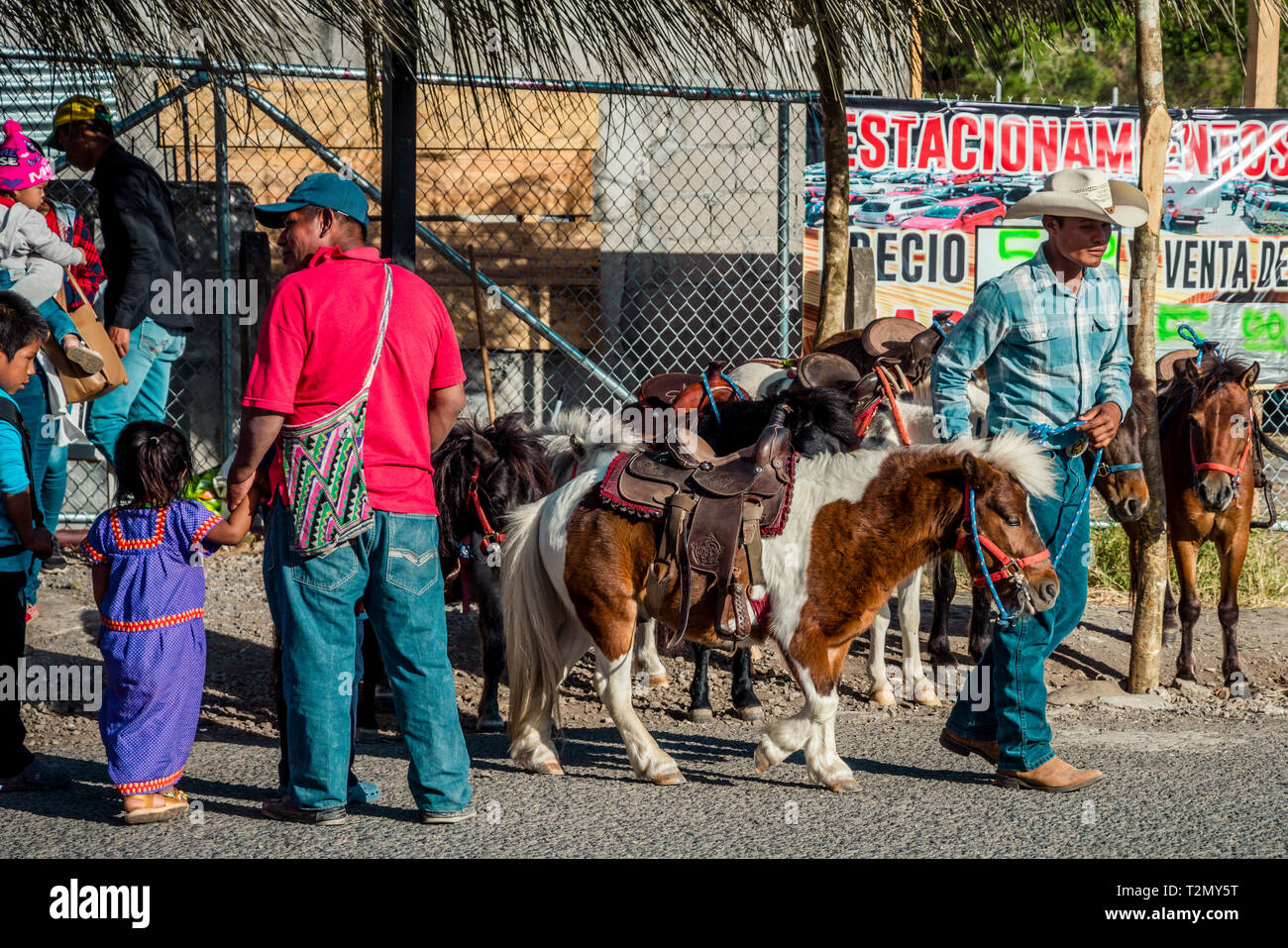 Les poneys au Boquete Chiriqui Panama Fleur et juste café Banque D'Images