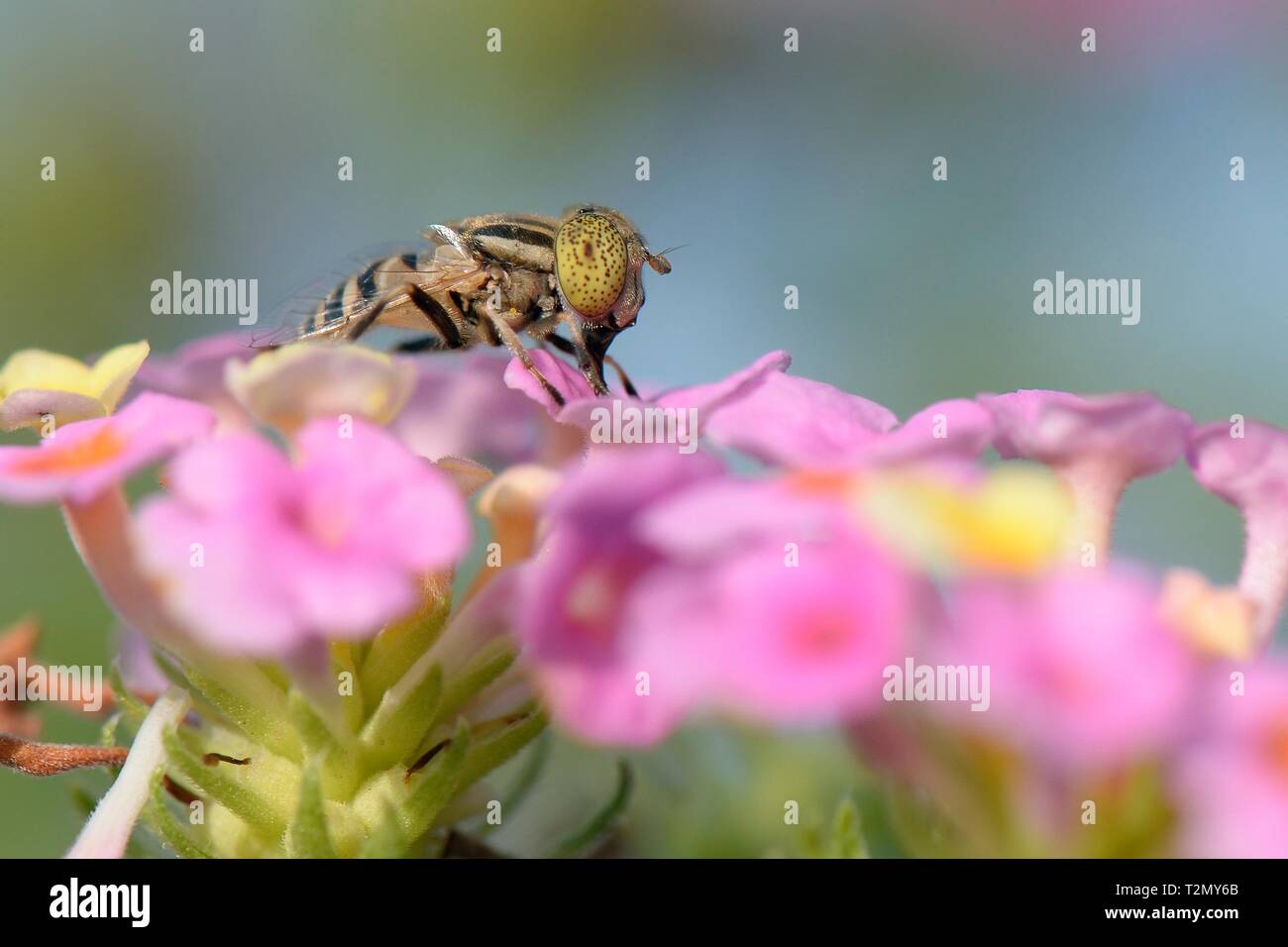Spotted-eye hoverfly (Eristalinus megacephalus de nectar sur les fleurs) Lantana, Mallorca, Espagne, août. Banque D'Images